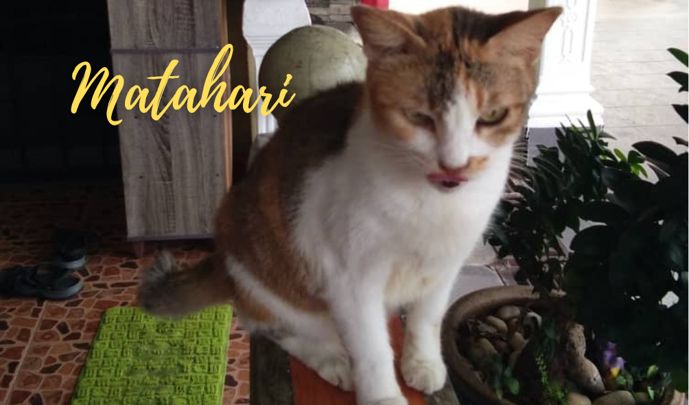 Matahari