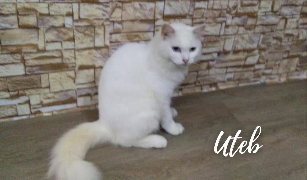 Uteh