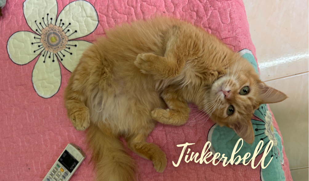Tinkerbell